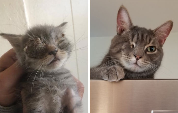 The Day We Picked Up Butters & The Rest Of His Litter To Foster, And Today