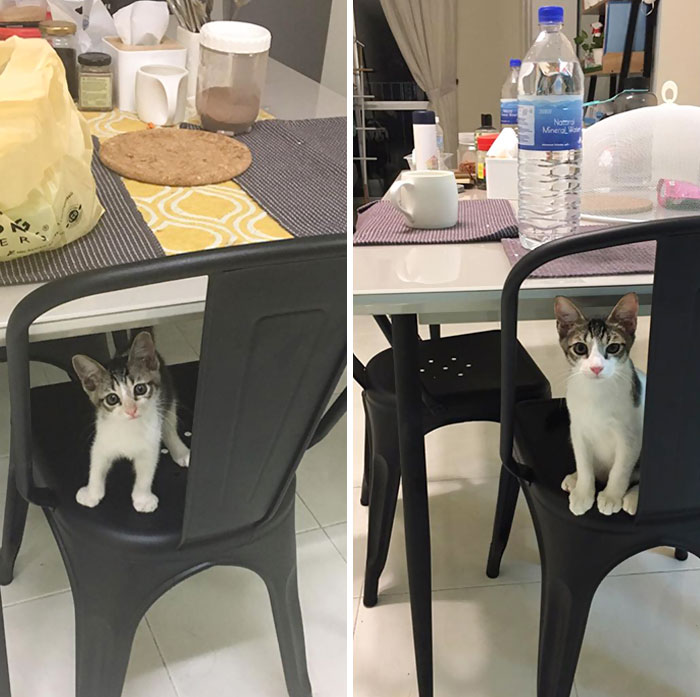 Meet Toro. Found Him Abandoned And Wandering Alone Near My Apartment Security Guard House