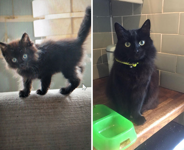 My Baby When We Found Her In A Cardboard Box On The Side Of The Road And My Baby Now, 3 Years Later