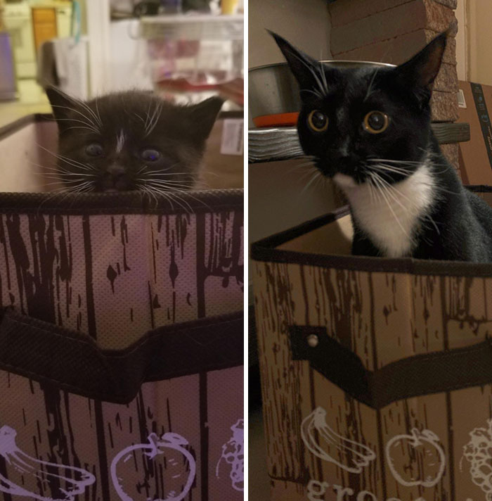Rescue Night (4 Weeks) To 1 Year