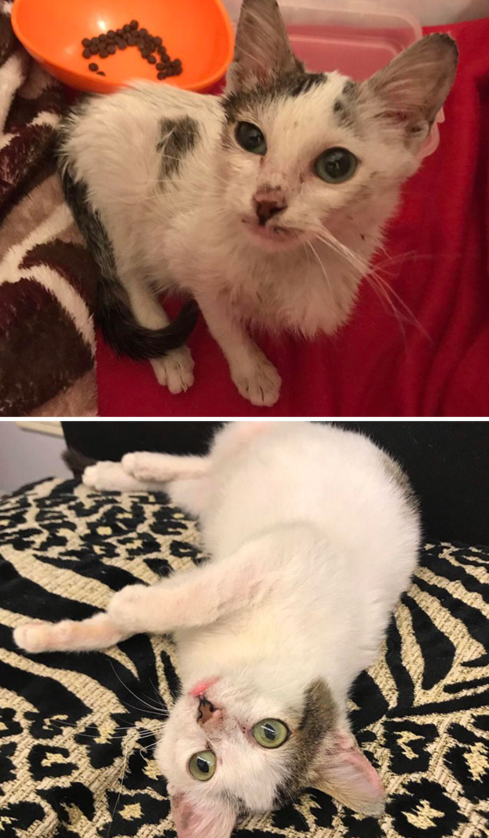 What Only 2 Weeks Of TLC Can Do. Midget Came To Us Sick And Severely Underweight And Has Blossomed Into A Loving Purring Machine