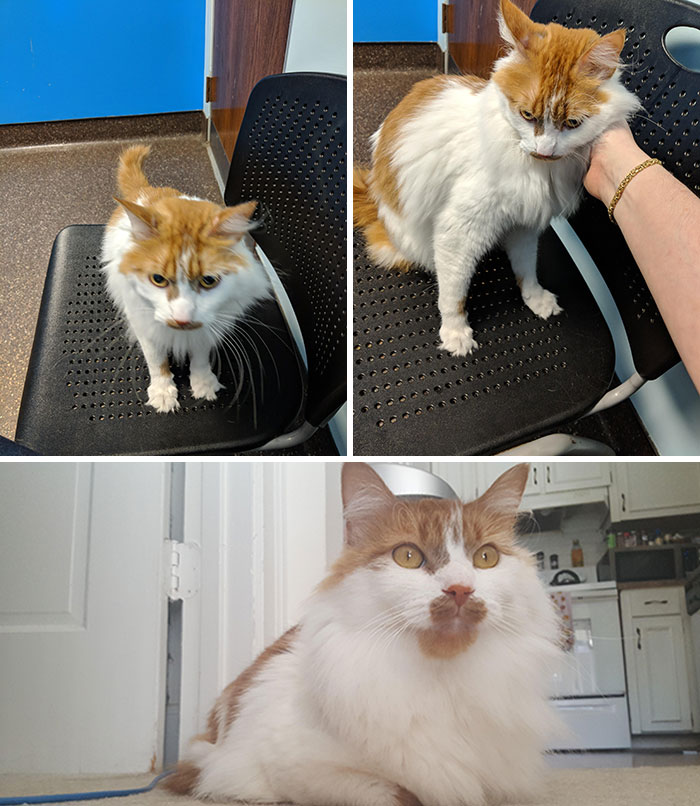 This Is Wilhelm (We Call Him Mr. Kitty). He Had All Four Sets Of Claws Removed And Was Underweight And Miserable