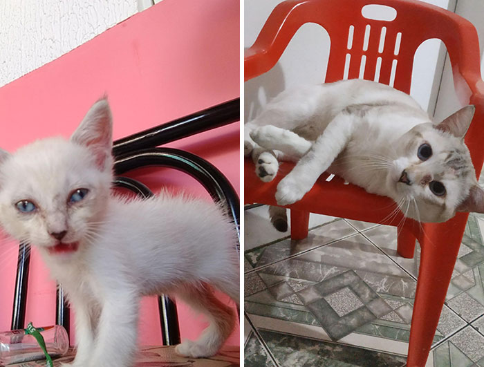 Snowflake 1 Year After Being Taken Off The Streets