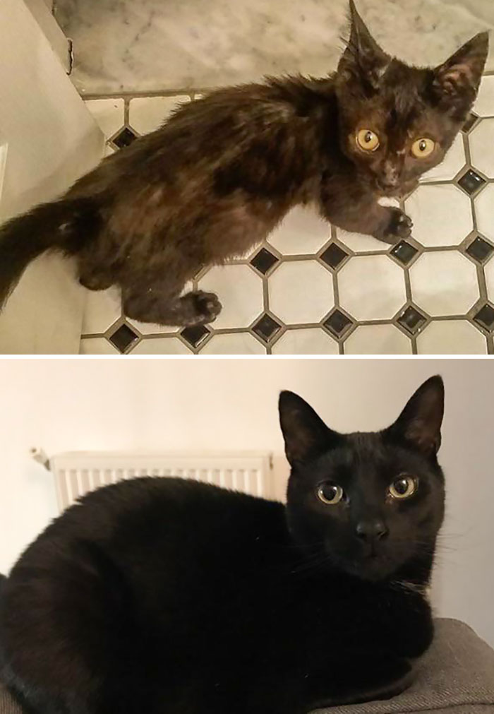 8 Weeks vs. 2 Years. Bones Had Some Issues With Ringworm When We First Found Him, But He's All Better Now