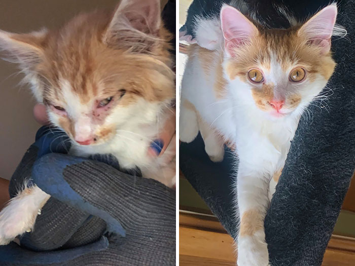 Our Sweet Boy Henry, Aka Hank