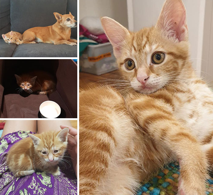 Found This Crusty Eyed Baby At A Grocery Store Parking Lot A Few Months Ago. Now He's A Happy, Healthy Member Of Our Little Family