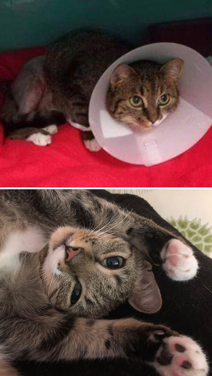 We Adopted This Little Guy After He Was Found With A Crushed Leg