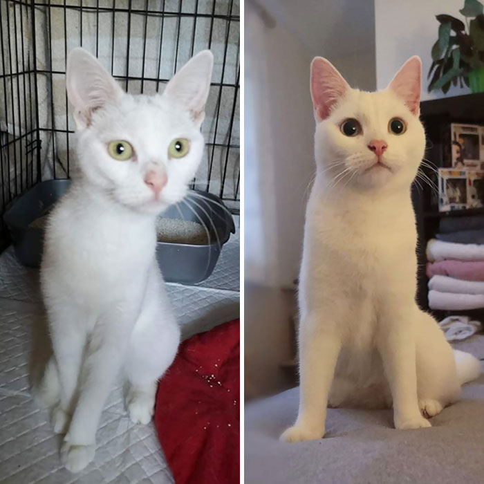 6 Months vs. Now. She's So Much Braver Than The Day I Brought Her Home And Is Full Of Cuddles