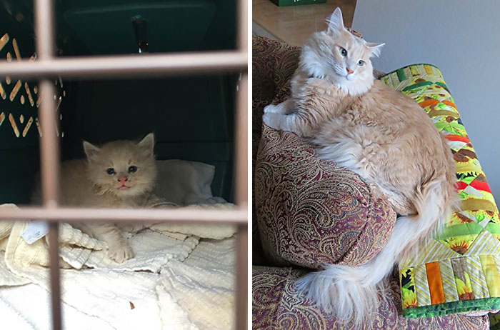 3 Years Ago Today, A Tiny Poofball Kitten Was Found Alone Under A Woodpile. Meet Woody
