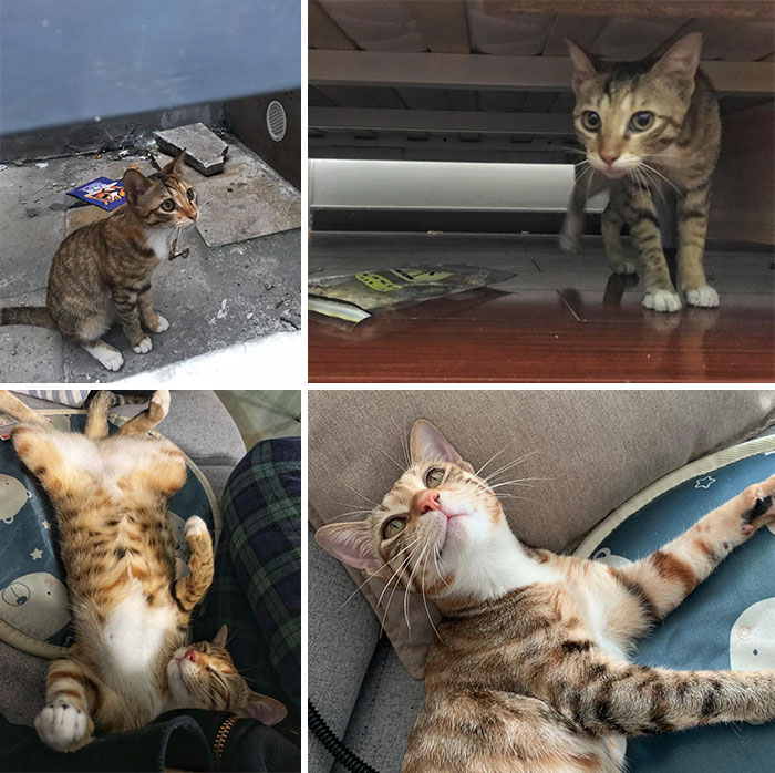 Found Bolt Hiding Under An Electrical Box On The Streets Of Shenzhen, China, Meowing At Passersby And Eating From The Trash