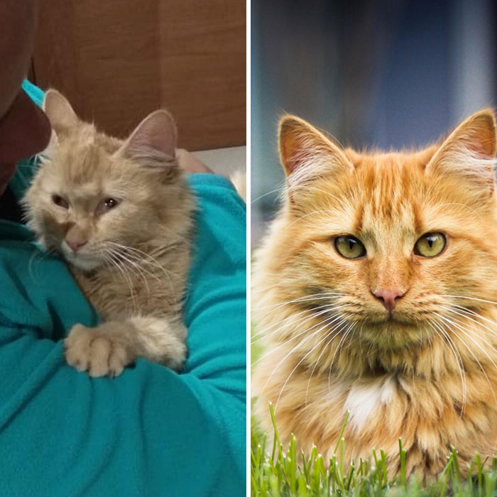 We Rescued This Cat From The Streets, She Could Barely Eat And Walk. Meet Missy, Then And Now, 5 Months Apart. This Is How Care And Love Can Change Lives