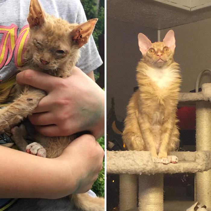 rescued cat before and after the adoption