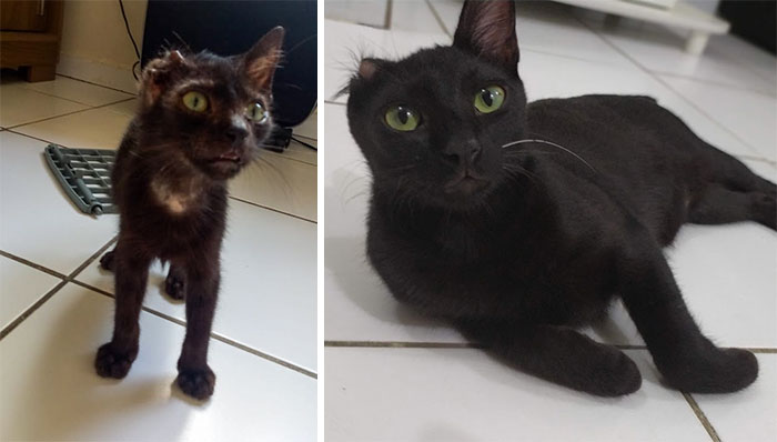 Rescued This Poor Stray, Took Him In From The Outside And Nursed Him Back To Health Over The Past 5 Months. Now He Is The Most Playful And Sweet Baby