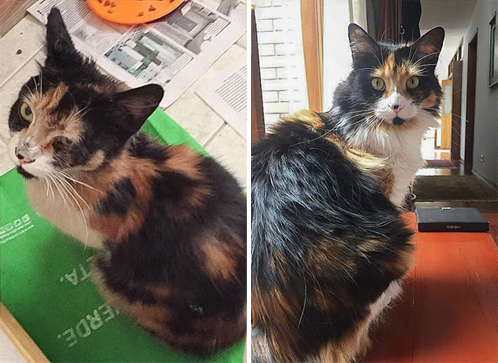 Rescued Her From The Street 1 Year Ago, She's Doing So Well Now