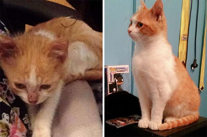 12 Weeks Ago I Rescued Ollie From Horrible People, Looking Back At Pictures From Then I Am Amazed At How Much He Has Changed