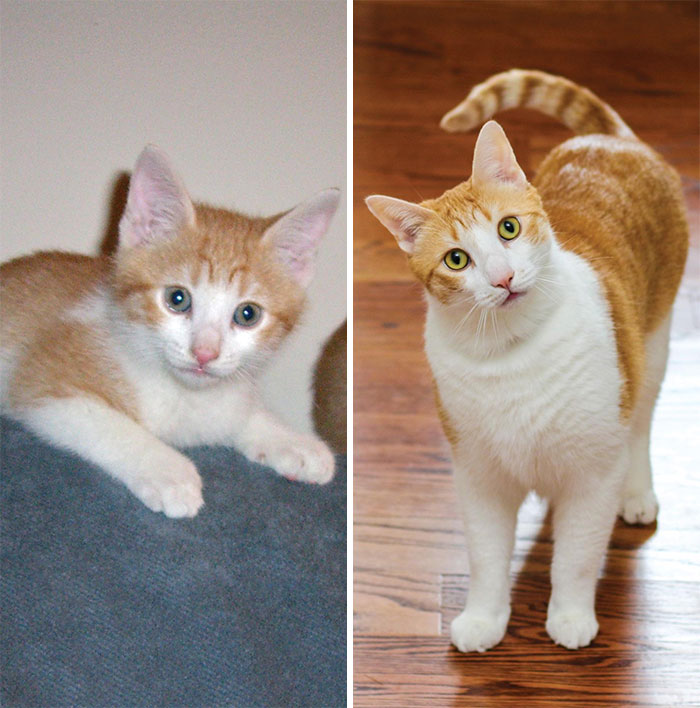 They Were Taking Him To The Pound When I Adopted Julius. Today Is His 10th Birthday