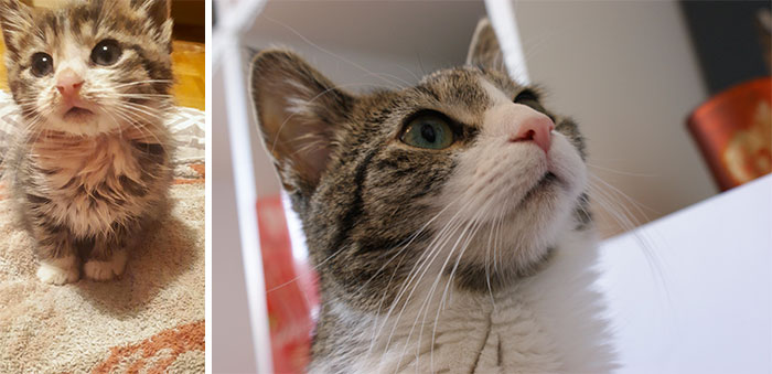 This Is Sumi, Sumi Was A Stray Kitten 