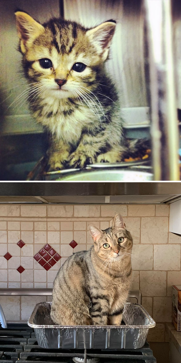 This Is Daisy The Day I Adopted Her From The Shelter! She Was The Tiniest One There With The Loudest Voice