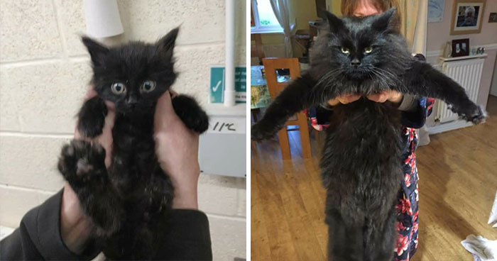 La gente comparte fotos de sus gatos antes y después de adoptarlos, y es conmovedor (35 fotos)