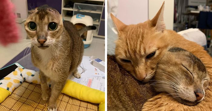 Cat Who Lost His Ears Finds Forever Home And A Best Friend (27 Photos)