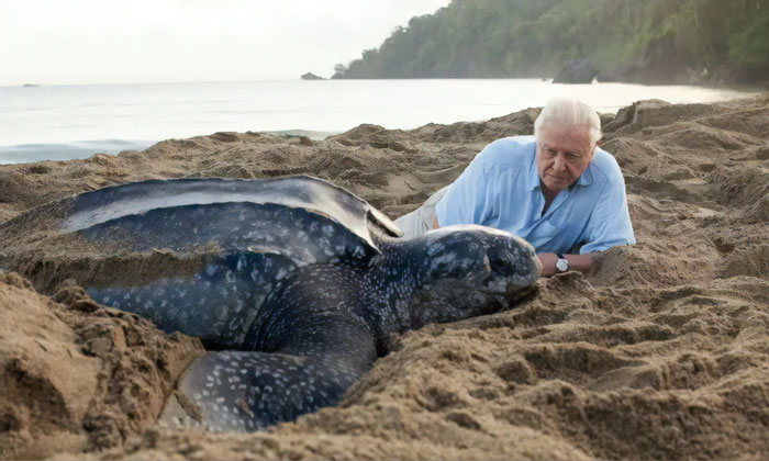 BBC Announces Its Online Geography Lessons Will Be Taught By Sir David Attenborough BBC Announces Its Online Geography Lessons Will Be Taught By Sir David Attenborough