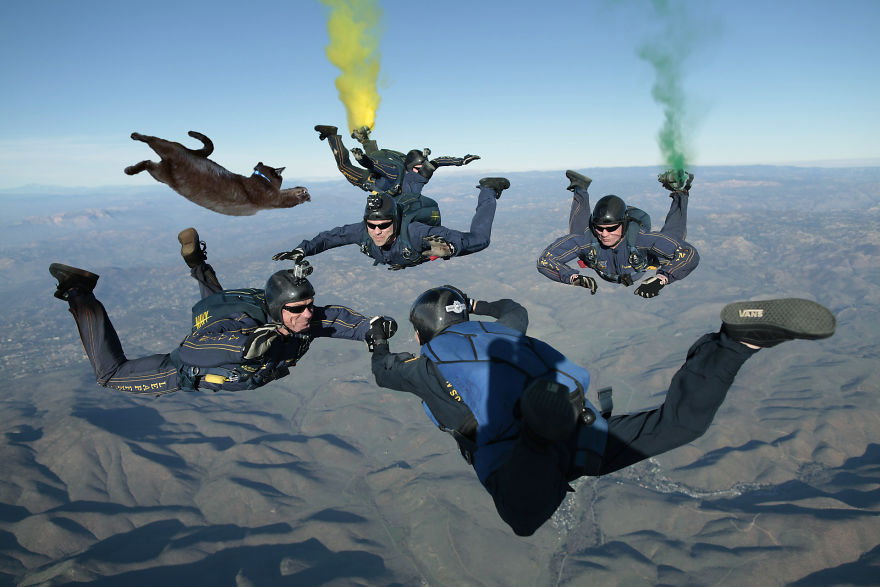 Photographer Transports Pets During Quarantine Using Photoshop