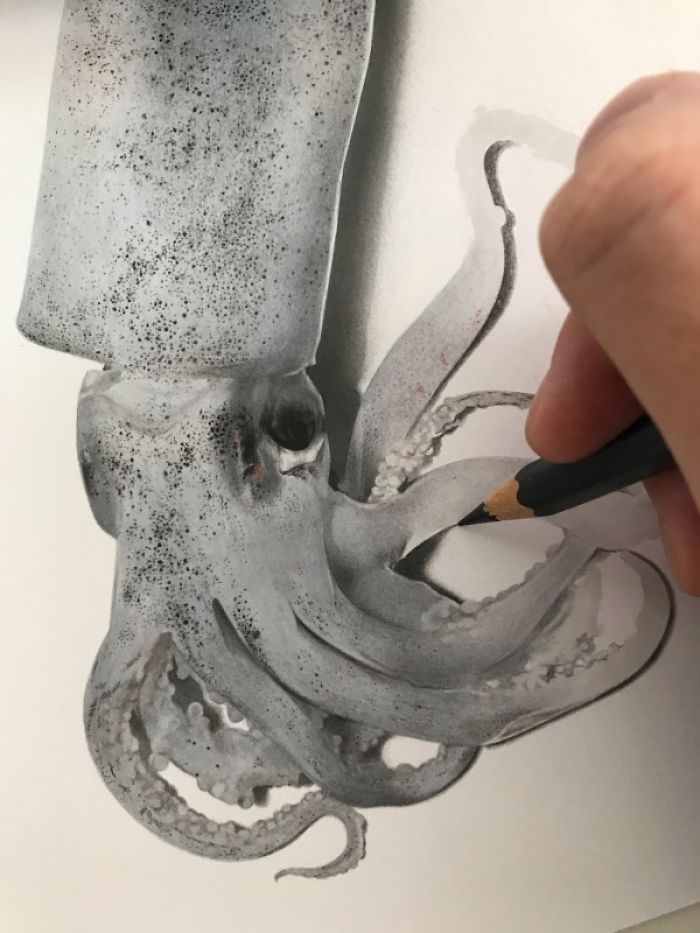 Japanese Artist Creates Incredibly Realistic Drawing Of A Squid That Looks Like A High-Resolution Photograph