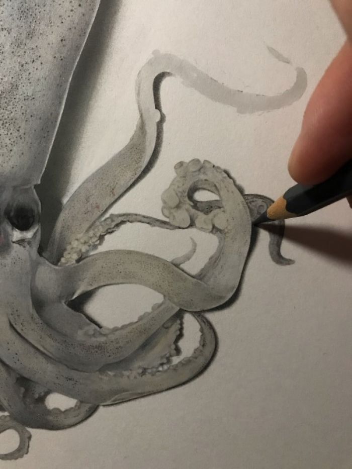 Japanese Artist Creates Incredibly Realistic Drawing Of A Squid That Looks Like A High-Resolution Photograph Japanese Artist Creates Incredibly Realistic Drawing Of A Squid That Looks Like A High-Resolution Photograph