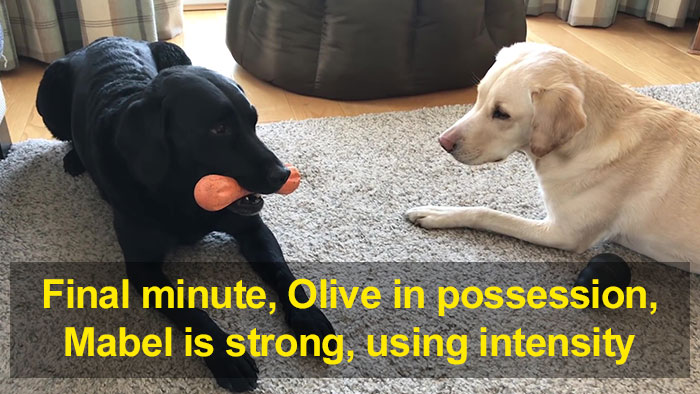 People Are Laughing At This Sports Broadcaster Commenting On His Dogs Fighting Over A Chew Toy