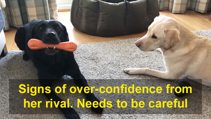 People Are Laughing At This Sports Broadcaster Commenting On His Dogs Fighting Over A Chew Toy