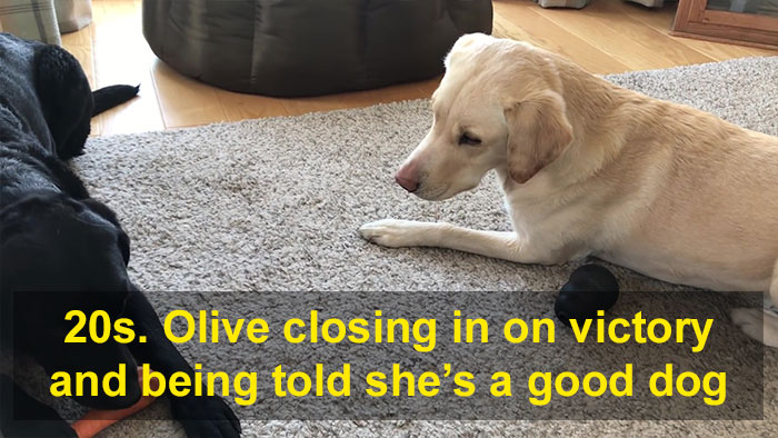 People Are Laughing At This Sports Broadcaster Commenting On His Dogs Fighting Over A Chew Toy