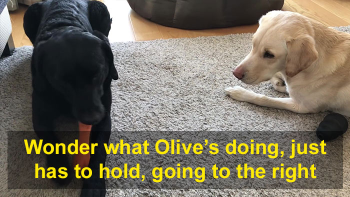 People Are Laughing At This Sports Broadcaster Commenting On His Dogs Fighting Over A Chew Toy