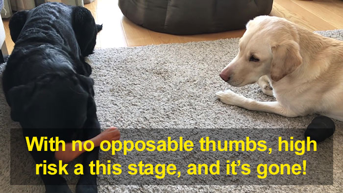People Are Laughing At This Sports Broadcaster Commenting On His Dogs Fighting Over A Chew Toy