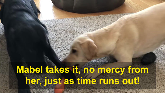 People Are Laughing At This Sports Broadcaster Commenting On His Dogs Fighting Over A Chew Toy