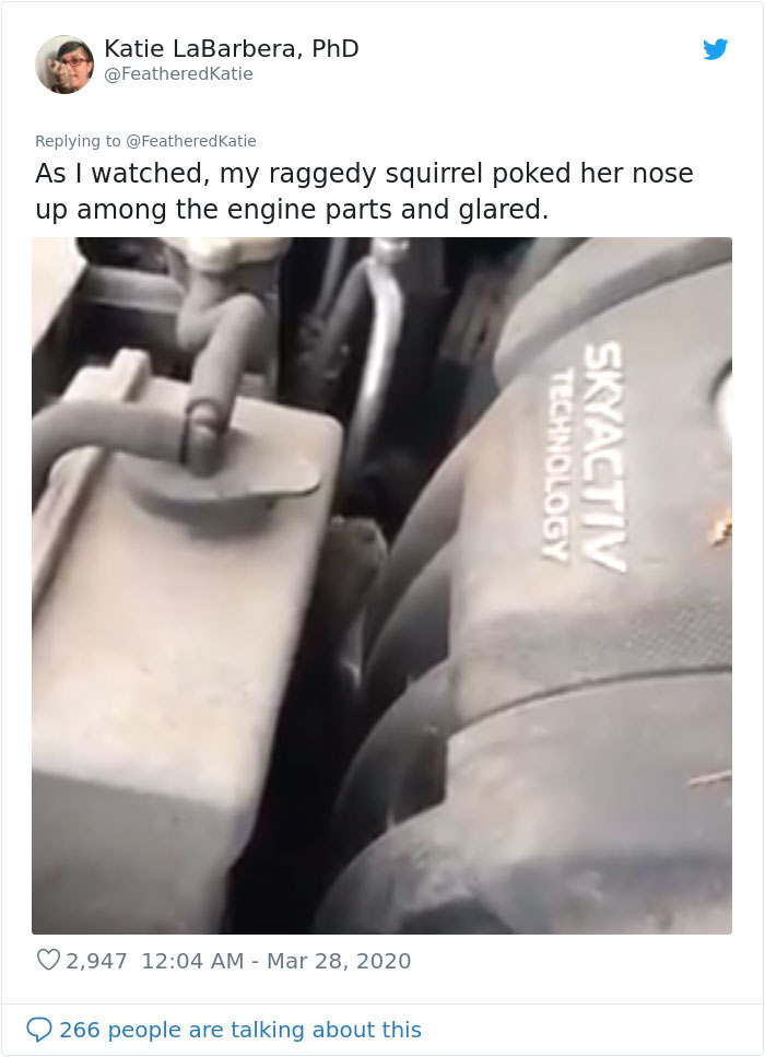 Neighbor Says Their Car Won't Start, Woman Finds A Squirrel She Tried To Fatten Up Has Had Babies Inside The Car Neighbor Says Their Car Won't Start, Woman Finds A Squirrel She Tried To Fatten Up Has Had Babies Inside The Car