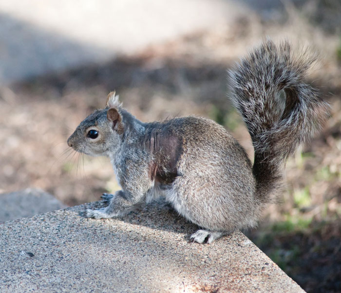 Neighbor Says Their Car Won't Start, Woman Finds A Squirrel She Tried To Fatten Up Has Had Babies Inside The Car Neighbor Says Their Car Won't Start, Woman Finds A Squirrel She Tried To Fatten Up Has Had Babies Inside The Car