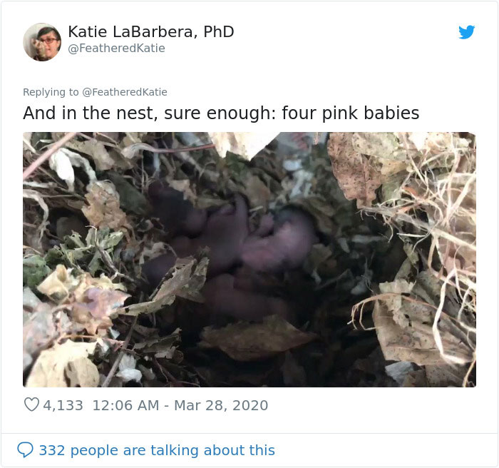 Neighbor Says Their Car Won't Start, Woman Finds A Squirrel She Tried To Fatten Up Has Had Babies Inside The Car Neighbor Says Their Car Won't Start, Woman Finds A Squirrel She Tried To Fatten Up Has Had Babies Inside The Car