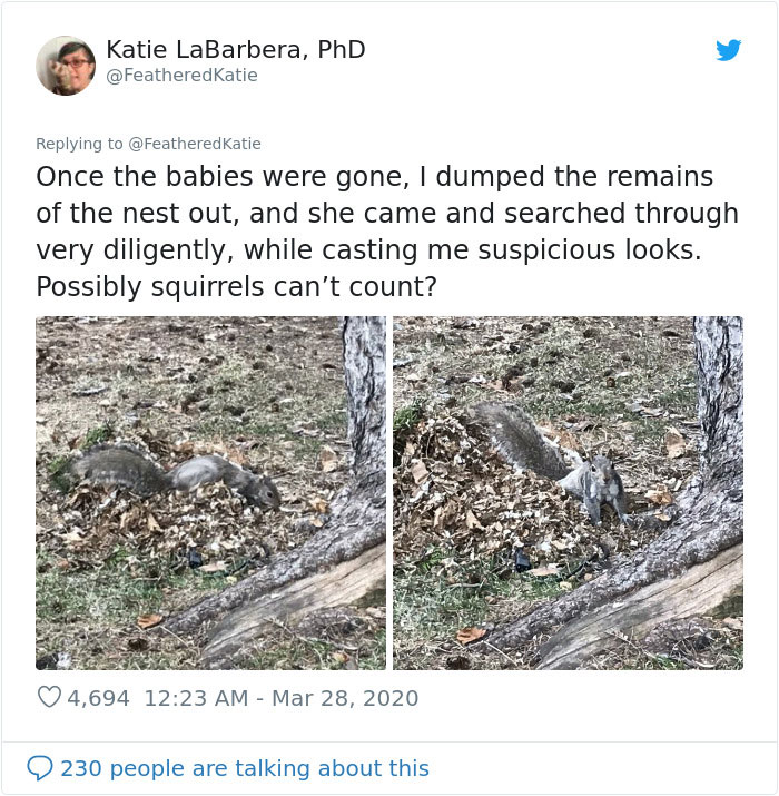 Neighbor Says Their Car Won't Start, Woman Finds A Squirrel She Tried To Fatten Up Has Had Babies Inside The Car Neighbor Says Their Car Won't Start, Woman Finds A Squirrel She Tried To Fatten Up Has Had Babies Inside The Car