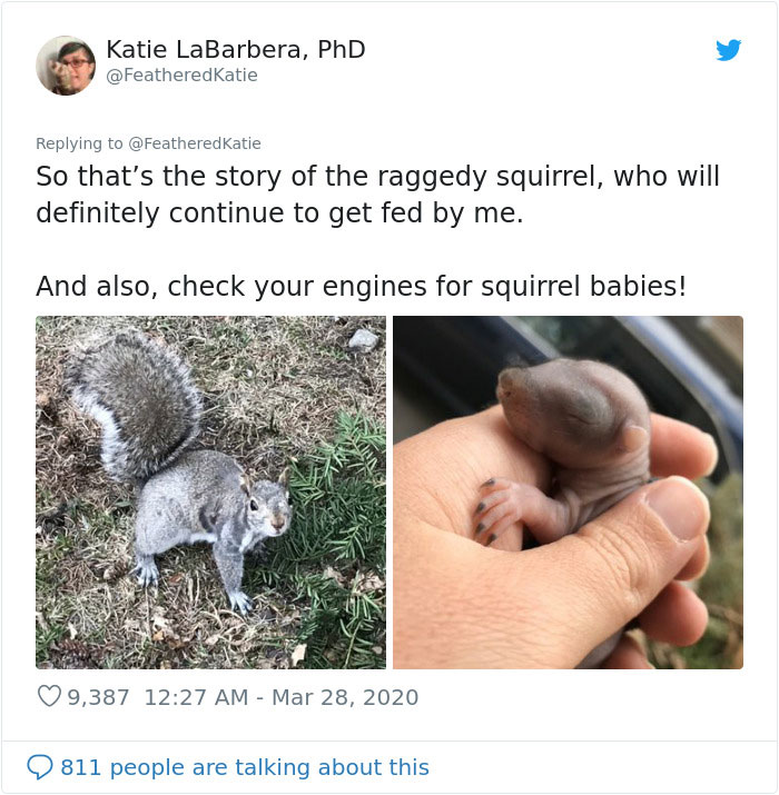 Neighbor Says Their Car Won't Start, Woman Finds A Squirrel She Tried To Fatten Up Has Had Babies Inside The Car Neighbor Says Their Car Won't Start, Woman Finds A Squirrel She Tried To Fatten Up Has Had Babies Inside The Car