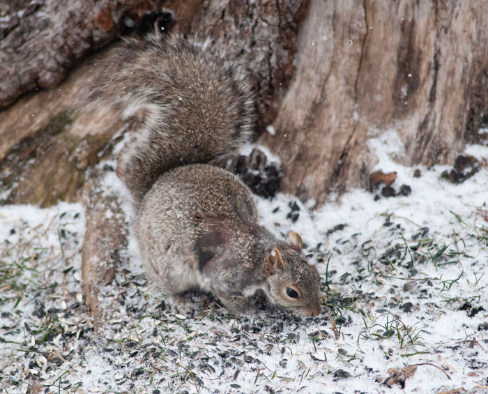 Neighbor Says Their Car Won't Start, Woman Finds A Squirrel She Tried To Fatten Up Has Had Babies Inside The Car Neighbor Says Their Car Won't Start, Woman Finds A Squirrel She Tried To Fatten Up Has Had Babies Inside The Car