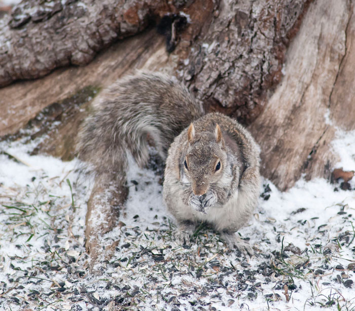 Neighbor Says Their Car Won't Start, Woman Finds A Squirrel She Tried To Fatten Up Has Had Babies Inside The Car Neighbor Says Their Car Won't Start, Woman Finds A Squirrel She Tried To Fatten Up Has Had Babies Inside The Car