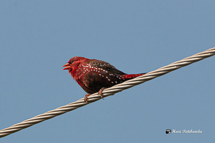 Strawberry finch with red and black plumage and white spots perched on a metal wire against a clear blue sky.
