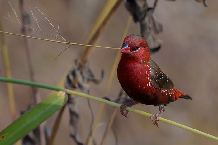 A vibrant red strawberry finch perched on a thin green branch surrounded by natural vegetation.