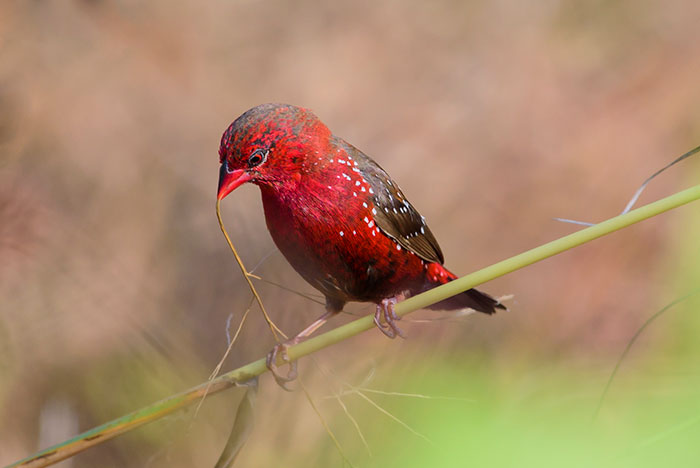 Strawberry finch perched on a thin branch holding a small twig with vibrant red and speckled feathers.