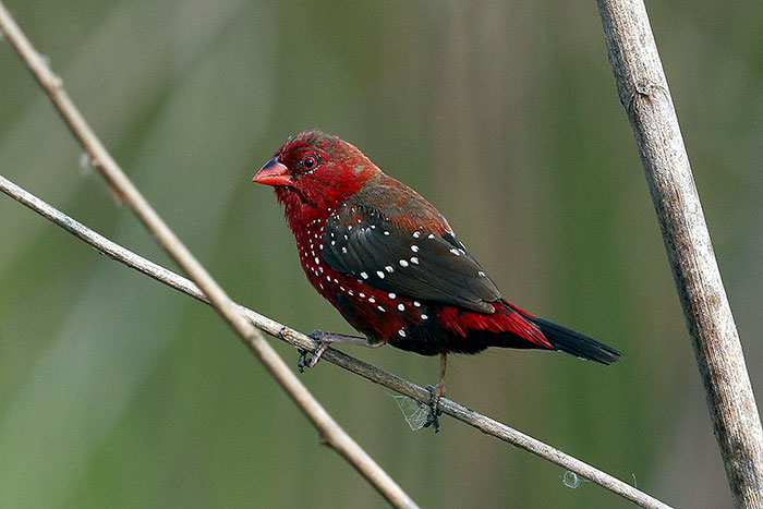 Strawberry finch perched on a thin branch displaying its bright red and black feathers with white spots in a natural habitat.