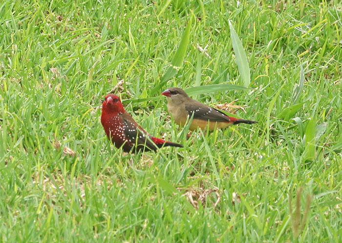 Two strawberry finches with spotted feathers standing on green grass in a natural outdoor setting.