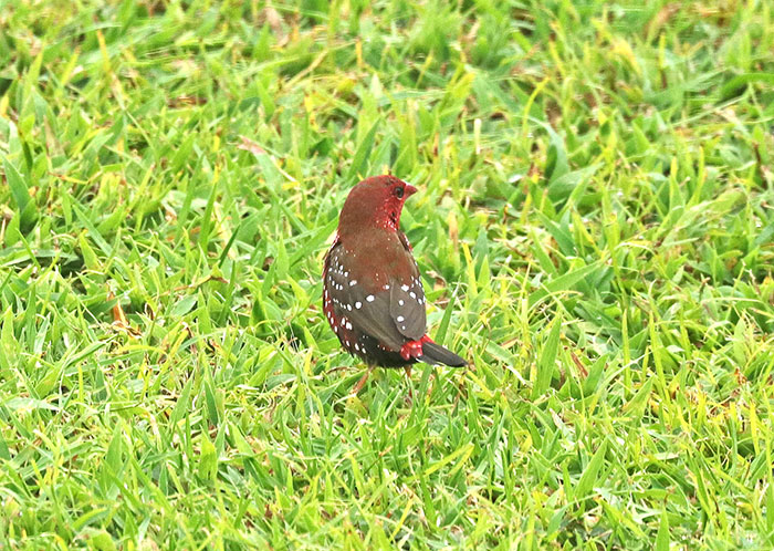 Strawberry finch bird with red and brown feathers and white spots standing on green grass outdoors.