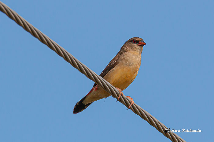Strawberry finch perched on a metal wire against a clear blue sky, showing its colorful plumage in detail