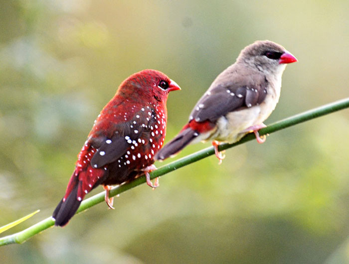 Two strawberry finches perched on a green branch, showcasing their vibrant red and soft gray plumage with white spots.
