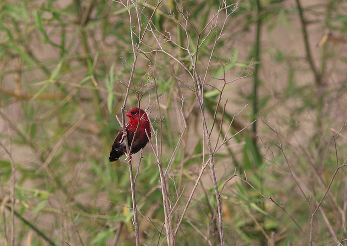 Strawberry finch perched on thin branches amid green foliage in a natural outdoor environment.